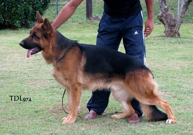 César de la Tanière des Lions